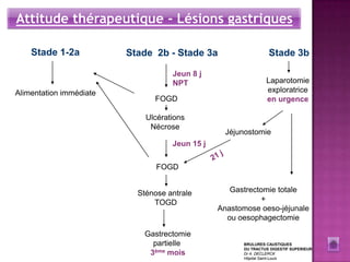 Attitude thérapeutique - Lésions gastriques

    Stade 1-2a           Stade 2b - Stade 3a                    Stade 3b

                                    Jeun 8 j
                                    NPT                        Laparotomie
Alimentation immédiate                                         exploratrice
                               FOGD                            en urgence

                             Ulcérations
                              Nécrose
                                                  Jéjunostomie
                                    Jeun 15 j


                                FOGD


                           Sténose antrale         Gastrectomie totale
                               TOGD                        +
                                                Anastomose oeso-jéjunale
                                                  ou oesophagectomie

                            Gastrectomie
                              partielle               BRULURES CAUSTIQUES
                                                      DU TRACTUS DIGESTIF SUPERIEUR
                             3ème mois                Dr A. DECLERCK
                                                      Hôpital Saint-Louis
 
