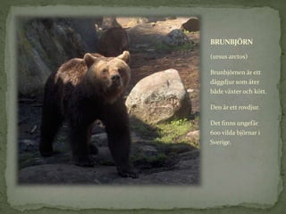 BRUNBJÖRN
(ursus arctos)
Brunbjörnen är ett
däggdjur som äter
både växter och kött.
Den är ett rovdjur.
Det finns ungefär
600 vilda björnar i
Sverige.
 
