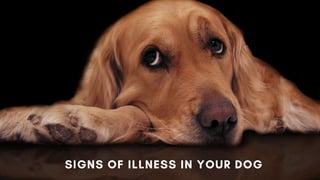 [ br(eakfast) + (l)unch ]
SIGNS OF ILLNESS IN YOUR DOG
 