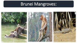 Brunei Mangroves:
 