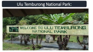 Ulu Temburong National Park:
 