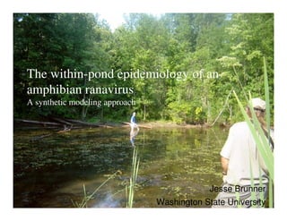 • The within-pond epidemiology of an
amphibian ranavirus
A synthetic modeling approach
Jesse Brunner
Washington State University
 