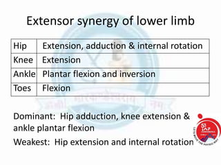 Extensor synergy of lower limb
Hip Extension, adduction & internal rotation
Knee Extension
Ankle Plantar flexion and inversion
Toes Flexion
Dominant: Hip adduction, knee extension &
ankle plantar flexion
Weakest: Hip extension and internal rotation
 