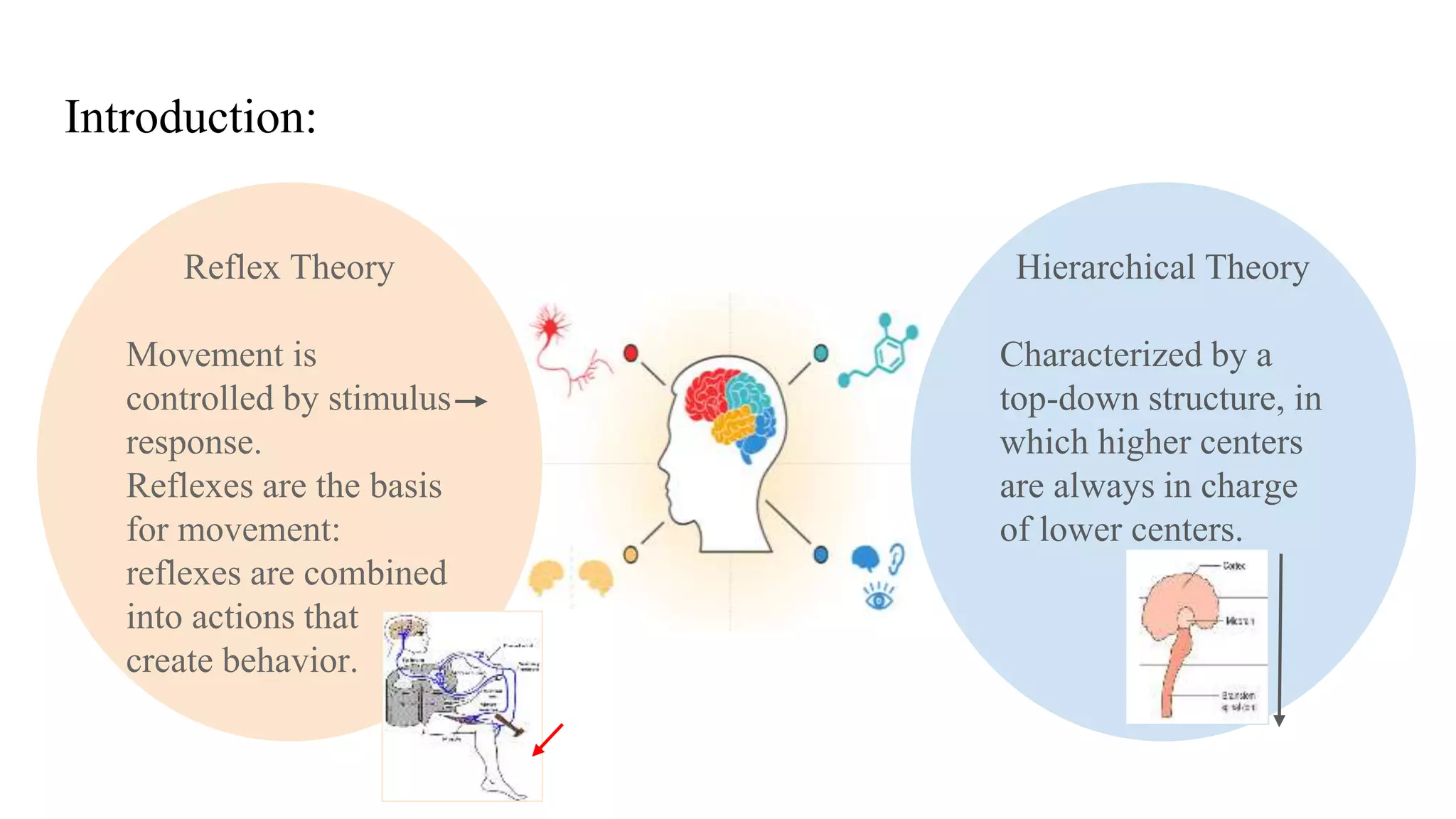 Introduction:
Reflex Theory
Movement is
controlled by stimulus
response.
Reflexes are the basis
for movement:
reflexes are combined
into actions that
create behavior.
Hierarchical Theory
Characterized by a
top-down structure, in
which higher centers
are always in charge
of lower centers.
 