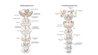Rubrospinal tract Vestibulospinal tract
 