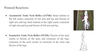 Postural Reactions:
● Asymmetric Tonic Neck Reflex (ATNR): Head rotation to
the left causes extension of left arm and leg and flexion of
right arm and leg; head rotation to the right causes extension
of right arm and leg and flexion of left arm and leg.
● Symmetric Tonic Neck Reflex (STNR): Flexion of the neck
results in flexion of the arms and extension of the legs;
extension of the neck results in extension of the arms and
flexion of the legs.
 