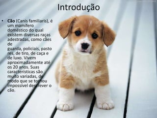 Introdução
• Cão (Canis familiaris), é
  um mamífero
  doméstico do qual
  existem diversas raças
  adestradas, como cães
  de
  guarda, policiais, pasto
  res, de tiro, de caça e
  de luxo. Vivem
  aproximadamente até
  os 20 anos. Suas
  características são
  muito variadas, de
  modo que se tornou
  impossível descrever o
  cão.
 