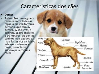 Caracteristicas dos cães
• Dentes
• Todos cães tem algo em
  comum entre todas as
  raças, a mesma fórmula
  dentária, que têm 42
  dentes, 12 incisivos, 4
  caninos, 16 pré-molares
  e 10 molares. Os dentes
  caninos mais agudos e
  mais fortes nos canídeos
  selvagens aferram a
  presa; os molares
  servem para cortar a
  carne.
 