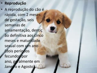 • Reprodução
• A reprodução do cão é
  rápida, com 2 meses
  de gestação, seis
  semanas de
  amamentação, dentiç
  ão definitiva aos cinco
  meses e maturidade
  sexual com um ano
  (dois períodos
  fecundos por
  ano, geralmente em
  Janeiro e Agosto).
 