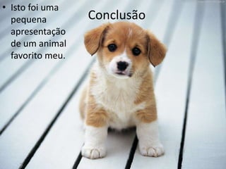 • Isto foi uma
  pequena         Conclusão
  apresentação
  de um animal
  favorito meu.
 