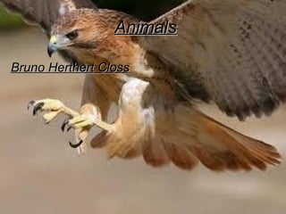 Animals
Bruno Herthert Closs

 