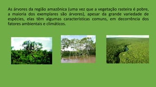 As árvores da região amazônica (uma vez que a vegetação rasteira é pobre,
a maioria dos exemplares são árvores), apesar da grande variedade de
espécies, elas têm algumas características comuns, em decorrência dos
fatores ambientais e climáticos.
 