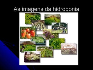 As imagens da hidroponia
 