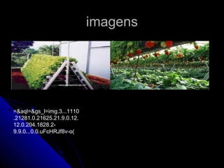 imagens
 www.google.com.br/o
   nia&gbv=2&oq=image
   ns+da+hidroponia&aq
   =f&aqi=&aql=&


=&aql=&gs_l=img.3...1110
.21281.0.21625.21.9.0.12.
12.0.204.1828.2-
9.9.0...0.0.uFcHRJf8v-o(
 