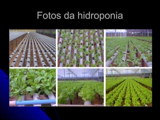 Fotos da hidroponia
 