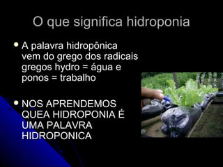 O que significa hidroponia
A palavra hidropônica
 vem do grego dos radicais
 gregos hydro = água e
 ponos = trabalho

 NOSAPRENDEMOS
 QUEA HIDROPONIA É
 UMA PALAVRA
 HIDROPONICA
 