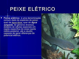 PEIXE ELÉTRICO
   Peixe-elétrico é uma denominação
    comum dado às espécies de peixe,
    quer de água doce, quer de água
    salgada , de gêneros diversos,
    dotados de células especiais em
    região específica do corpo (parte
    médio-posterior, até a cauda),
    capazes de gerar diferenças de
    potencial elétrico.
 