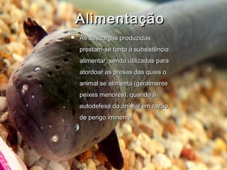 Alimentação
   As descargas produzidas
    prestam-se tanto à subsistência
    alimentar, sendo utilizadas para
    atordoar as presas das quais o
    animal se alimenta (geralmente
    peixes menores), quando à
    autodefesa do animal em razão
    de perigo iminente.
 
