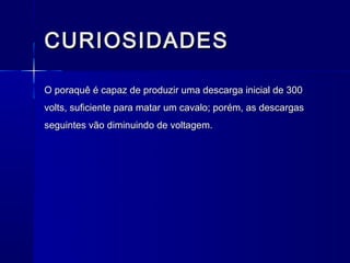 CURIOSIDADES

O poraquê é capaz de produzir uma descarga inicial de 300
volts, suficiente para matar um cavalo; porém, as descargas
seguintes vão diminuindo de voltagem.
 
