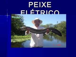 PEIXE
ELÉTRICO
 