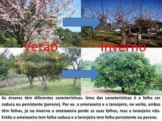 Verão                                    Inverno


As árvores têm diferentes características. Uma das características é a folha ser
caduca ou persistente (perene). Por ex. a ameixoeira e a laranjeira, no verão, ambas
têm folhas, já no inverno a ameixoeira perde as suas folhas, mas a laranjeira não.
Então a ameixoeira tem folha caduca e a laranjeira tem folha persistente ou perene.
 