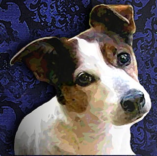 Bruno The Jack Russell Terrier