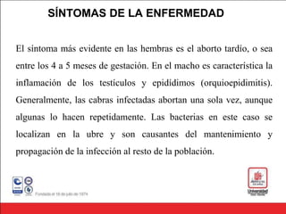 SÍNTOMAS DE LA ENFERMEDAD
El síntoma más evidente en las hembras es el aborto tardío, o sea
entre los 4 a 5 meses de gestación. En el macho es característica la
inflamación de los testículos y epidídimos (orquioepidimitis).
Generalmente, las cabras infectadas abortan una sola vez, aunque
algunas lo hacen repetidamente. Las bacterias en este caso se
localizan en la ubre y son causantes del mantenimiento y
propagación de la infección al resto de la población.
 