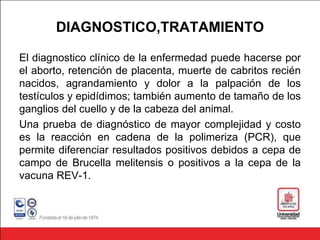 DIAGNOSTICO,TRATAMIENTO
El diagnostico clínico de la enfermedad puede hacerse por
el aborto, retención de placenta, muerte de cabritos recién
nacidos, agrandamiento y dolor a la palpación de los
testículos y epidídimos; también aumento de tamaño de los
ganglios del cuello y de la cabeza del animal.
Una prueba de diagnóstico de mayor complejidad y costo
es la reacción en cadena de la polimeriza (PCR), que
permite diferenciar resultados positivos debidos a cepa de
campo de Brucella melitensis o positivos a la cepa de la
vacuna REV-1.
 