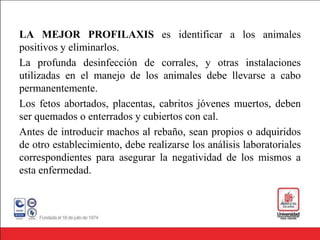 LA MEJOR PROFILAXIS es identificar a los animales
positivos y eliminarlos.
La profunda desinfección de corrales, y otras instalaciones
utilizadas en el manejo de los animales debe llevarse a cabo
permanentemente.
Los fetos abortados, placentas, cabritos jóvenes muertos, deben
ser quemados o enterrados y cubiertos con cal.
Antes de introducir machos al rebaño, sean propios o adquiridos
de otro establecimiento, debe realizarse los análisis laboratoriales
correspondientes para asegurar la negatividad de los mismos a
esta enfermedad.
 