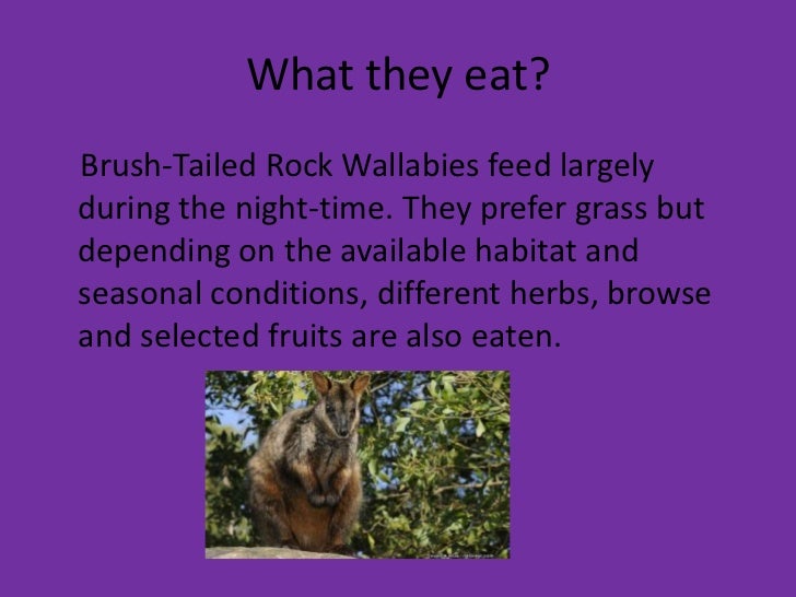 Brush tailed rock wallaby