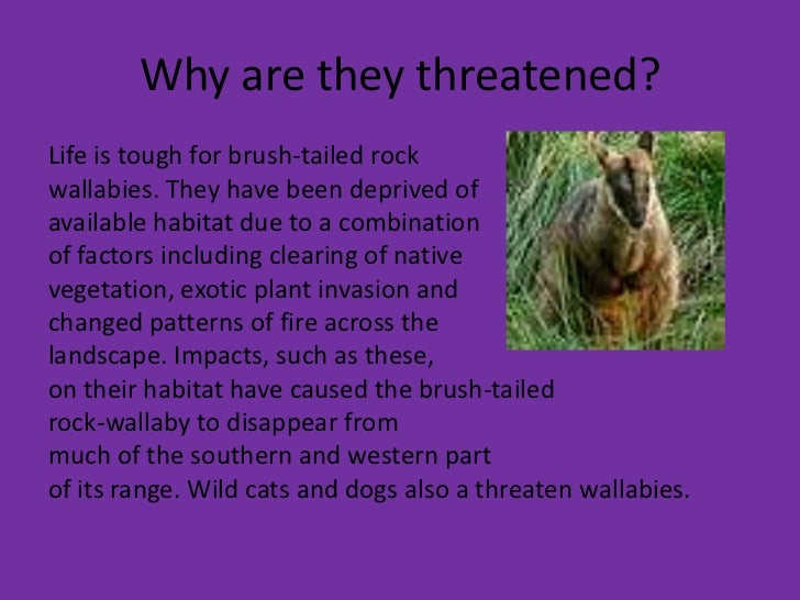 Brush tailed rock wallaby