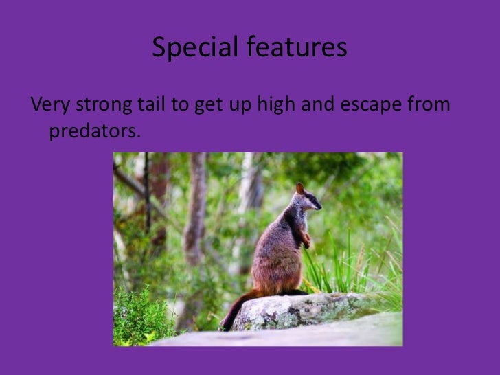 Brush tailed rock wallaby