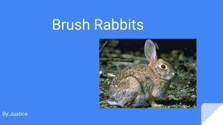 Brush Rabbits
By:Justice
 
