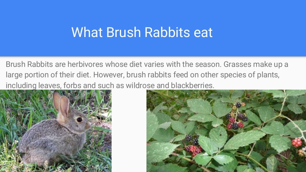 Brush Rabbits