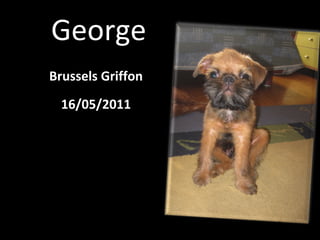 George Brussels Griffon 16/05/2011 