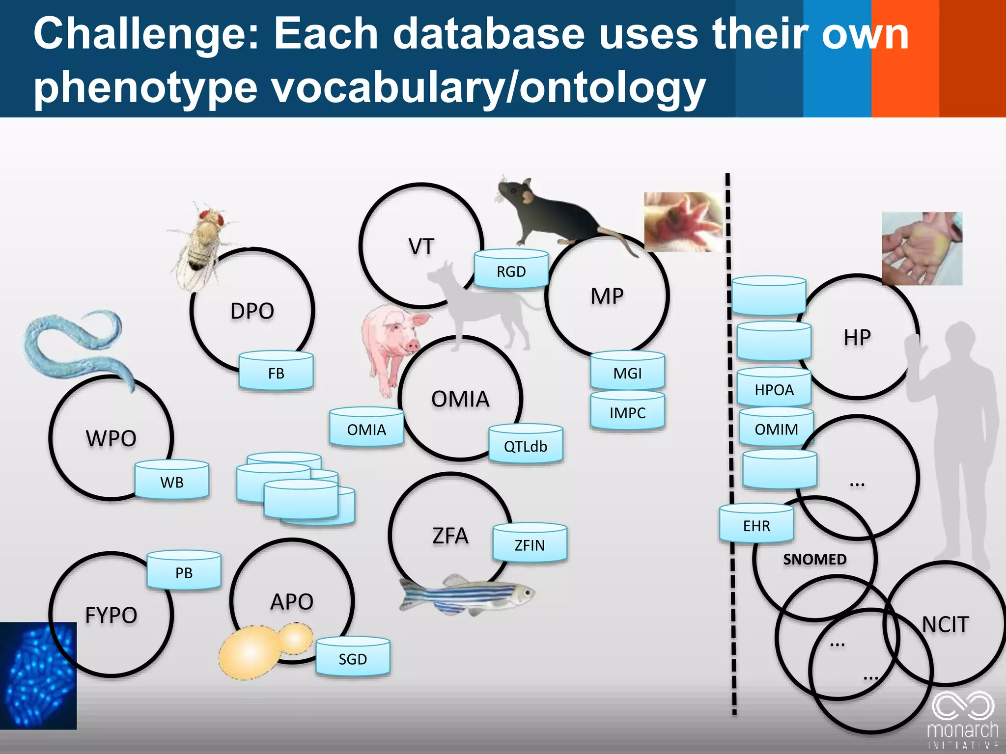 Challenge: Each database uses their own
phenotype vocabulary/ontology
ZFA
MP
DPO
WPO
HP
OMIA
VT
FYPO
APO
SNOMED
…
NCIT
…
WB
PB
FB
OMIA
MGI
RGD
ZFIN
SGD
HPOA
EHR
IMPC
OMIM
…
QTLdb
 