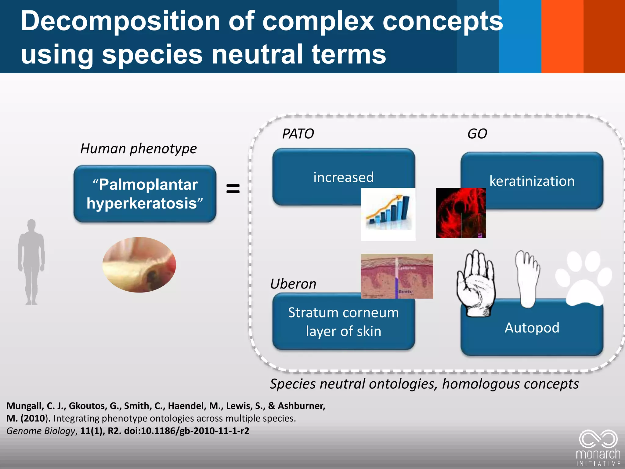Decomposition of complex concepts
using species neutral terms
Mungall, C. J., Gkoutos, G., Smith, C., Haendel, M., Lewis, S., & Ashburner,
M. (2010). Integrating phenotype ontologies across multiple species.
Genome Biology, 11(1), R2. doi:10.1186/gb-2010-11-1-r2
“Palmoplantar
hyperkeratosis”
increased
Stratum corneum
layer of skin
=
Human phenotype
PATO
Uberon
Species neutral ontologies, homologous concepts
Autopod
keratinization
GO
 