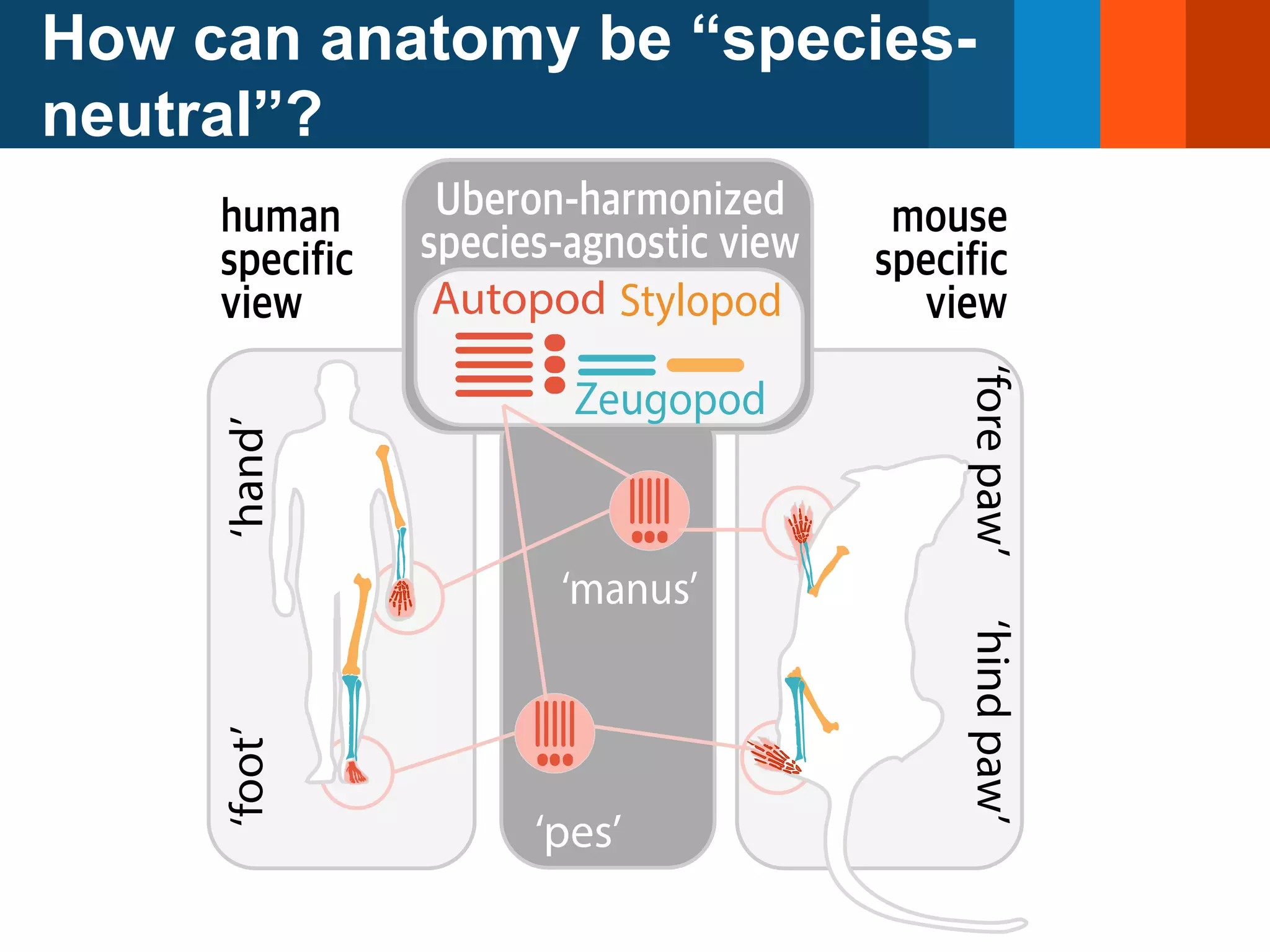 How can anatomy be “species-
neutral”?
 