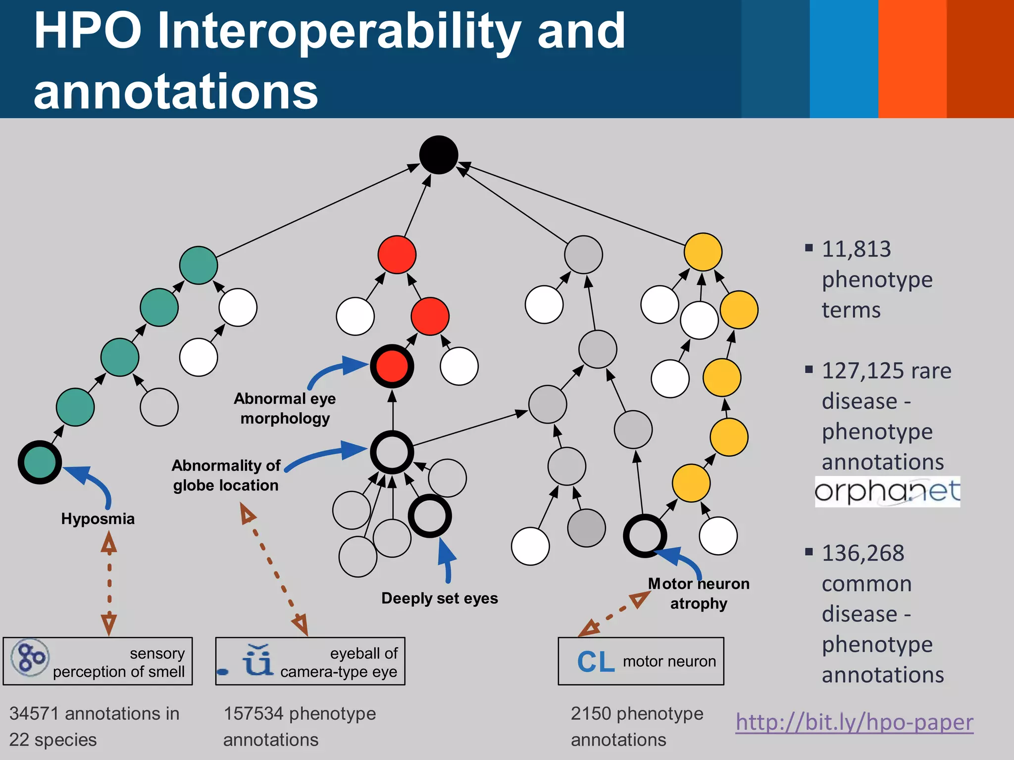 HPO Interoperability and
annotations
Hyposmia
Abnormality of
globe location
eyeball of
camera-type eye
sensory
perception of smell
Abnormal eye
morphology
Motor neuron
atrophyDeeply set eyes
motor neuronCL
34571 annotations in
22 species
157534 phenotype
annotations
2150 phenotype
annotations
 11,813
phenotype
terms
 127,125 rare
disease -
phenotype
annotations
 136,268
common
disease -
phenotype
annotations
http://bit.ly/hpo-paper
 