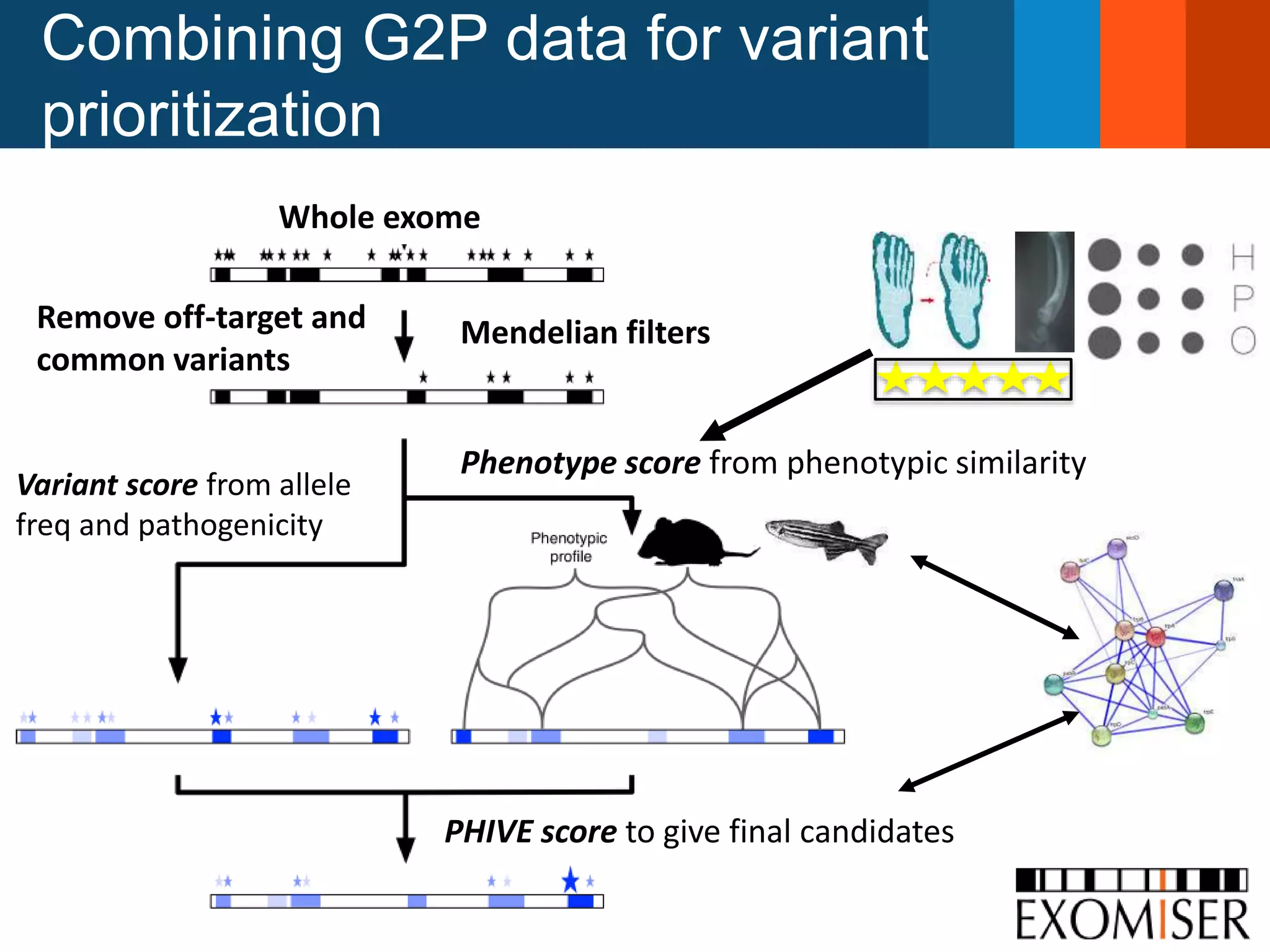 Combining G2P data for variant
prioritization
Whole exome
Remove off-target and
common variants
Variant score from allele
freq and pathogenicity
Phenotype score from phenotypic similarity
PHIVE score to give final candidates
Mendelian filters
 