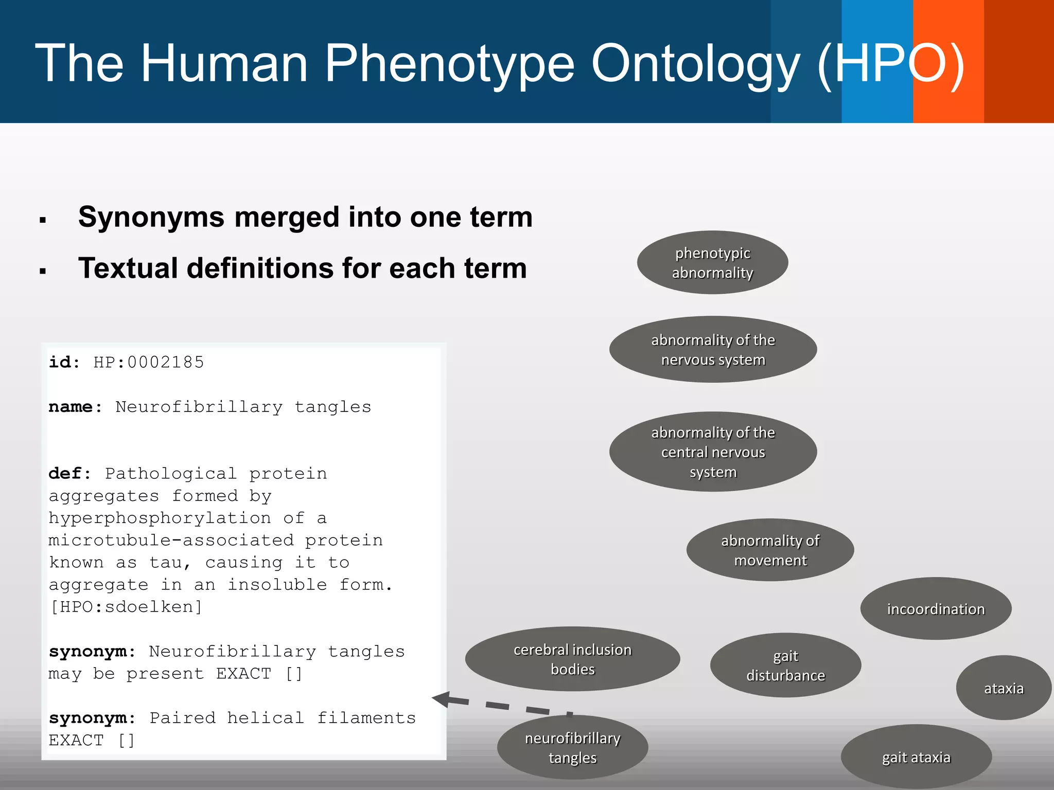 The Human Phenotype Ontology (HPO)
 Synonyms merged into one term
 Textual definitions for each term
id: HP:0002185
name: Neurofibrillary tangles
def: Pathological protein
aggregates formed by
hyperphosphorylation of a
microtubule-associated protein
known as tau, causing it to
aggregate in an insoluble form.
[HPO:sdoelken]
synonym: Neurofibrillary tangles
may be present EXACT []
synonym: Paired helical filaments
EXACT []
abnormality of the
nervous system
neurofibrillary
tangles
cerebral inclusion
bodies
gait ataxia
gait
disturbance
ataxia
phenotypic
abnormality
abnormality of
movement
abnormality of the
central nervous
system
incoordination
 