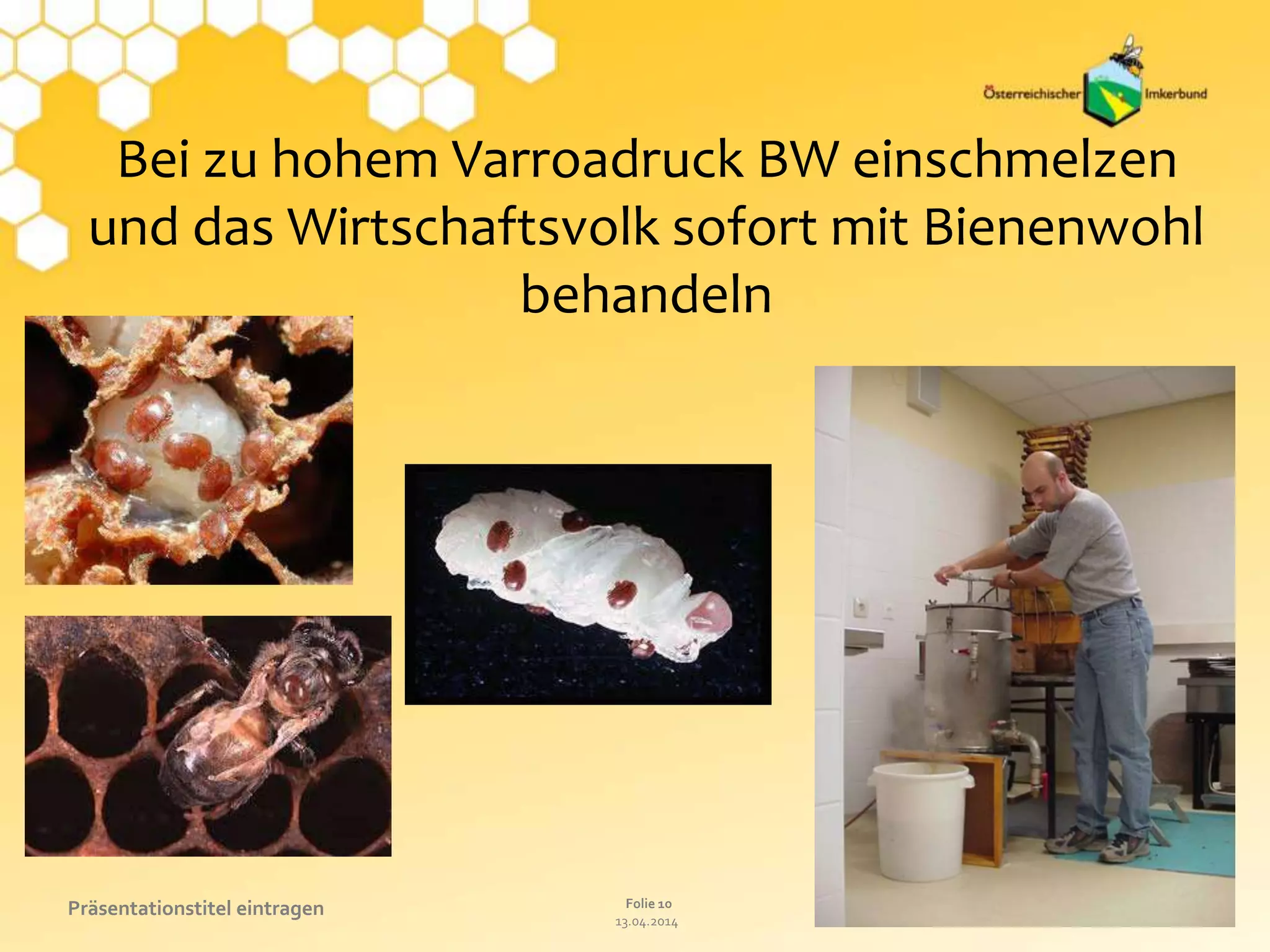 13.04.2014
Folie 10Präsentationstitel eintragen Referat oder Name eintragen
Bei zu hohem Varroadruck BW einschmelzen
und das Wirtschaftsvolk sofort mit Bienenwohl
behandeln
 