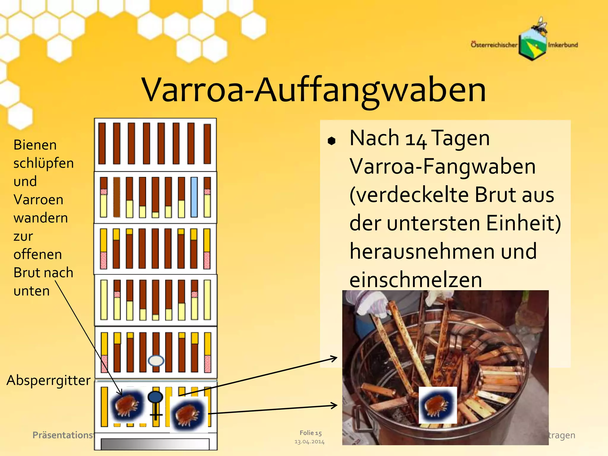 13.04.2014
Folie 15Präsentationstitel eintragen Referat oder Name eintragen
Varroa-Auffangwaben
 Nach 14Tagen
Varroa-Fangwaben
(verdeckelte Brut aus
der untersten Einheit)
herausnehmen und
einschmelzen
Bienen
schlüpfen
und
Varroen
wandern
zur
offenen
Brut nach
unten
Absperrgitter
 