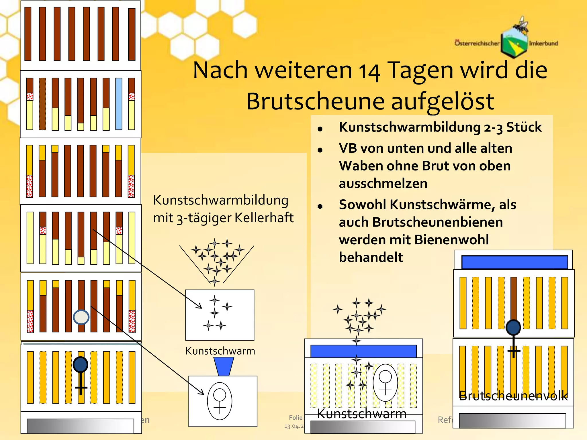13.04.2014
Folie 16Präsentationstitel eintragen Referat oder Name eintragen
Nach weiteren 14 Tagen wird die
Brutscheune aufgelöst
 Kunstschwarmbildung 2-3 Stück
 VB von unten und alle alten
Waben ohne Brut von oben
ausschmelzen
 Sowohl Kunstschwärme, als
auch Brutscheunenbienen
werden mit Bienenwohl
behandelt
Kunstschwarmbildung
mit 3-tägiger Kellerhaft
Kunstschwarm
Brutscheunenvolk
Kunstschwarm
 