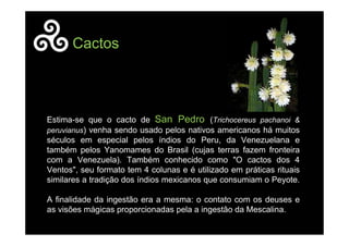 Estima-se que o cacto de San Pedro (Trichocereus pachanoi &
peruvianus) venha sendo usado pelos nativos americanos há muitos
séculos em especial pelos índios do Peru, da Venezuelana e
também pelos Yanomames do Brasil (cujas terras fazem fronteira
com a Venezuela). Também conhecido como "O cactos dos 4
Ventos", seu formato tem 4 colunas e é utilizado em práticas rituais
similares a tradição dos índios mexicanos que consumiam o Peyote.
A finalidade da ingestão era a mesma: o contato com os deuses e
as visões mágicas proporcionadas pela a ingestão da Mescalina.
Cactos
 