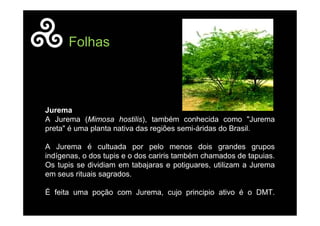 Jurema
A Jurema (Mimosa hostilis), também conhecida como "Jurema
preta" é uma planta nativa das regiões semi-áridas do Brasil.
A Jurema é cultuada por pelo menos dois grandes grupos
indígenas, o dos tupis e o dos cariris também chamados de tapuias.
Os tupis se dividiam em tabajaras e potiguares, utilizam a Jurema
em seus rituais sagrados.
É feita uma poção com Jurema, cujo principio ativo é o DMT.
Folhas
 