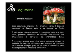 Esse cogumelo, originário do Hemisfério Norte, é bastante
conhecido na Europa, Asia e na América do Norte.
É utilizado há milhares de anos com objetivos religiosos como
curas, profecias, invocação de espíritos, comunicação com
antepassados e percepção da imortalidade divina.
O cogumelo aparece em muitos contos populares e textos de
alquimia. Também era utilizado para recreação e por guerreiros
para obterem coragem para as batalhas. A substância ativa
mais importante do Amanita é o muscimol.
Cogumelos
amanita muscaria
 