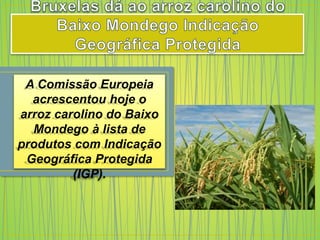 A Comissão Europeia
acrescentou hoje o
arroz carolino do Baixo
Mondego à lista de
produtos com Indicação
Geográfica Protegida
(IGP).
 