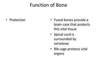 Anatomy of skeletal system | PPTX