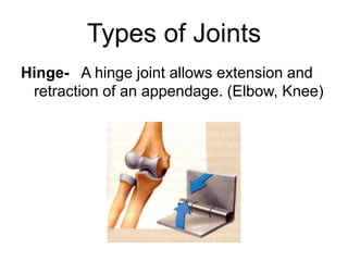 Hinge Joint Example Structures Anatomy of skeletal system | PPTX